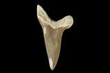 Cretaceous Cretoxyrhina Shark Tooth - Kansas #93796-1
